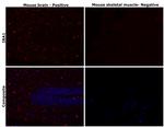 IBA1 Antibody in Immunohistochemistry (Paraffin) (IHC (P))