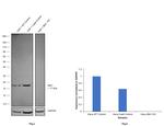 IBA1 Antibody