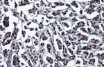 53BP1 Antibody in Immunohistochemistry (Paraffin) (IHC (P))