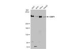 53BP1 Antibody in Western Blot (WB)