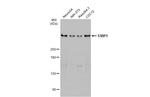 53BP1 Antibody in Western Blot (WB)