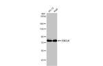 ACSL4/FACL4 Antibody in Western Blot (WB)