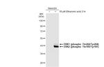 Phospho-ERK1/ERK2 (Thr202, Tyr204, Thr185, Tyr187) Antibody in Western Blot (WB)