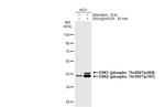 Phospho-ERK1/ERK2 (Thr202, Tyr204, Thr185, Tyr187) Antibody in Western Blot (WB)