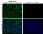 Bax Antibody in Immunohistochemistry (Paraffin) (IHC (P))