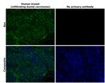 Bax Antibody in Immunohistochemistry (Paraffin) (IHC (P))