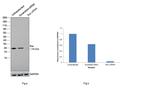 Bax Antibody in Western Blot (WB)