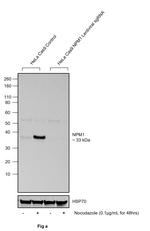 Phospho-NPM1 (Ser4) Antibody