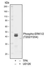 Phospho-ERK1/ERK2 (Thr202, Tyr204) Antibody in Western Blot (WB)