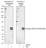 Phospho-ERK1/ERK2 (Thr202, Tyr204) Antibody in Western Blot (WB)