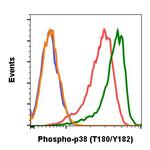 Phospho-p38 MAPK alpha (Thr180, Tyr182) Antibody in Flow Cytometry (Flow)