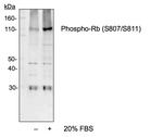 Phospho-Rb (Ser807, Ser811) Antibody in Western Blot (WB)