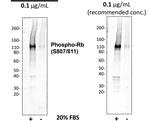 Phospho-Rb (Ser807, Ser811) Antibody in Western Blot (WB)