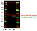 Phospho-CrkL (Tyr207) Antibody in Western Blot (WB)