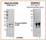 Phospho-NDRG1 (Thr346) Antibody in Western Blot (WB)