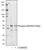 Phospho-NDRG1 (Thr346) Antibody in Western Blot (WB)