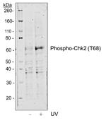 Phospho-Chk2 (Thr68) Antibody in Western Blot (WB)