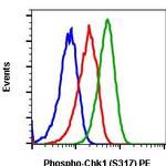 Phospho-Chk1 (Ser317) Antibody in Flow Cytometry (Flow)