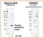 Phospho-MAPKAPK2 (Thr334) Antibody in Western Blot (WB)