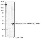 Phospho-MAPKAPK2 (Thr334) Antibody in Western Blot (WB)