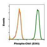 Phospho-Chk1 (Ser345) Antibody in Flow Cytometry (Flow)