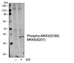 Phospho-MEK3/MEK6 (Ser189, Ser207) Antibody in Western Blot (WB)