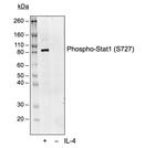 Phospho-Stat1 (Ser727) Antibody in Western Blot (WB)