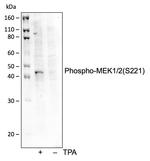 Phospho-MEK1/MEK2 (Ser221) Antibody in Western Blot (WB)