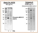 Phospho-MEK1/MEK2 (Ser221) Antibody in Western Blot (WB)