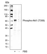 Phospho-Akt1 (Thr308) Antibody in Western Blot (WB)