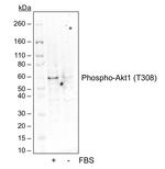 Phospho-Akt1 (Thr308) Antibody in Western Blot (WB)