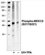 Phospho-MEK1/MEK2 (Ser217, Ser221) Antibody in Western Blot (WB)