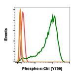 Phospho-c-Cbl (Tyr700) Antibody in Flow Cytometry (Flow)