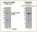 Phospho-Stat5 (Tyr694) Antibody in Western Blot (WB)