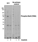 Phospho-Stat5 (Tyr694) Antibody in Western Blot (WB)