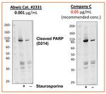 PARP1 (cleaved Asp214) Antibody in Western Blot (WB)