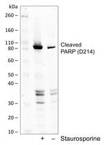 PARP1 (cleaved Asp214) Antibody in Western Blot (WB)