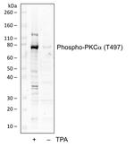 Phospho-PKC alpha (Thr497) Antibody in Western Blot (WB)