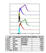 Phospho-MAPK9 (Thr183, Tyr185) Antibody in Flow Cytometry (Flow)