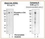 Phospho-c-Cbl (Tyr774) Antibody in Western Blot (WB)