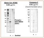 Phospho-MAP2K4 (Ser257) Antibody in Western Blot (WB)