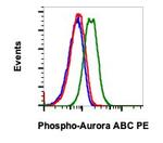 Phospho-Aurora A/B/C (Thr288, Thr232, Thr198) Antibody in Flow Cytometry (Flow)