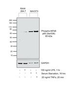 Phospho-NFKB p65 (Ser536) Antibody in Western Blot (WB)