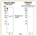 Phospho-Lyn (Tyr507) Antibody in Western Blot (WB)