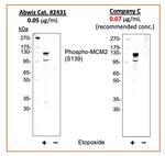 Phospho-MCM2 (Ser139) Antibody in Western Blot (WB)