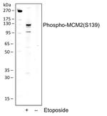 Phospho-MCM2 (Ser139) Antibody in Western Blot (WB)