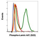 Phospho-Lamin A/C (Ser22) Antibody in Flow Cytometry (Flow)