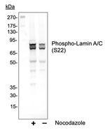 Phospho-Lamin A/C (Ser22) Antibody in Western Blot (WB)