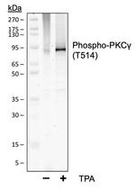 Phospho-PKC gamma (Thr514) Antibody in Western Blot (WB)