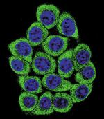 Nucleolin Antibody in Immunocytochemistry (ICC/IF)